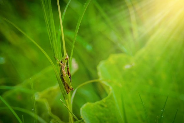 Sprinkhaan op het blad van gras dichte omhooggaand op het gebied