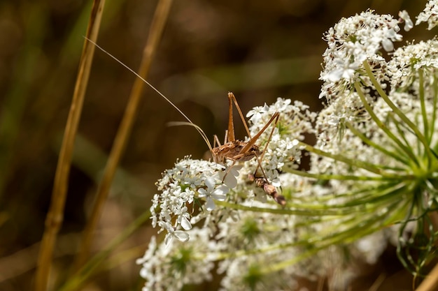 Sprinkhaan Pholidoptera femorata zittend op een plant close-up