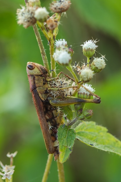 Sprinkhanen op de bladeren assimileren met de natuur