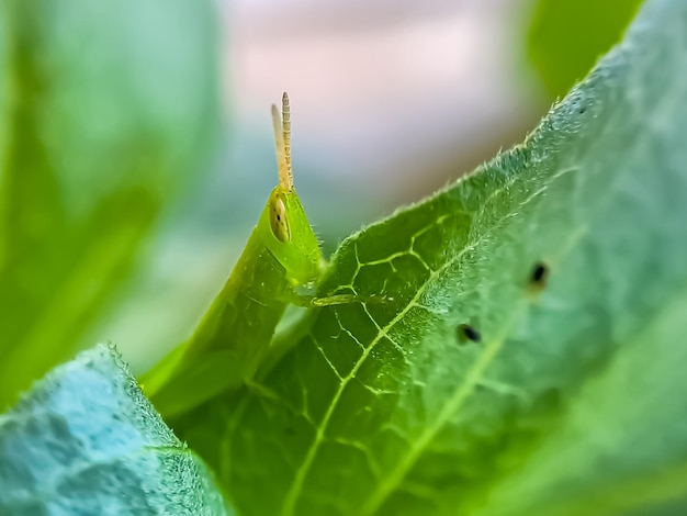 Sprinkhanen zijn een groep insecten die behoren tot de onderorde Caelifera