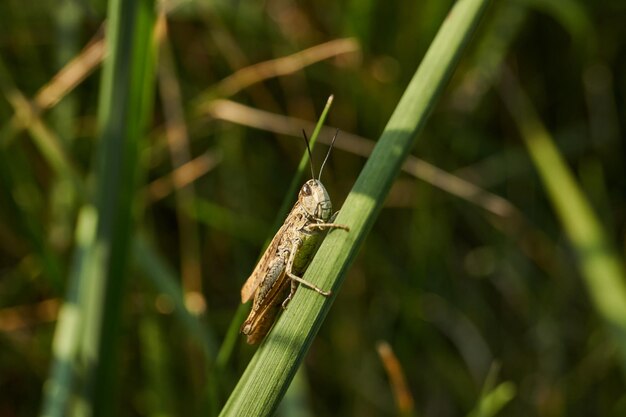 Sprinkhanen zitten in het gras op het gazon