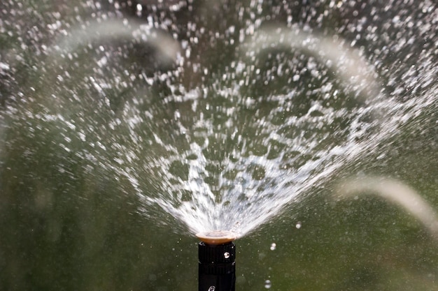 Sprinkler head watering the flowers and grass