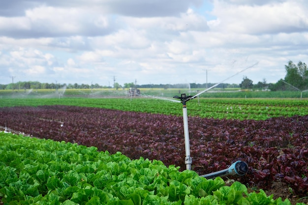 Sprinkler of irrigation system at field