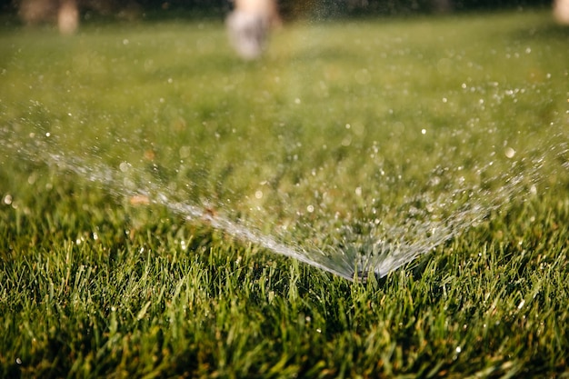 Sprinkler sproeien van water op het gazon met groen gras