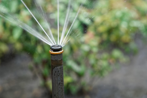 Foto irrigazione dell'erba con sprinkler