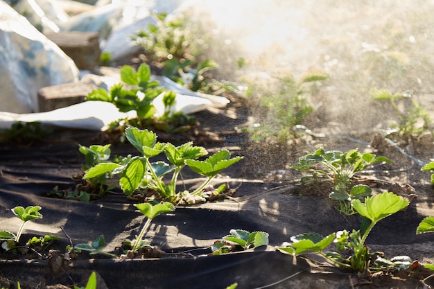 Sproeien in de tuin Aardbeien water geven Lente werkt bij zonsondergang Hoge kwaliteit foto