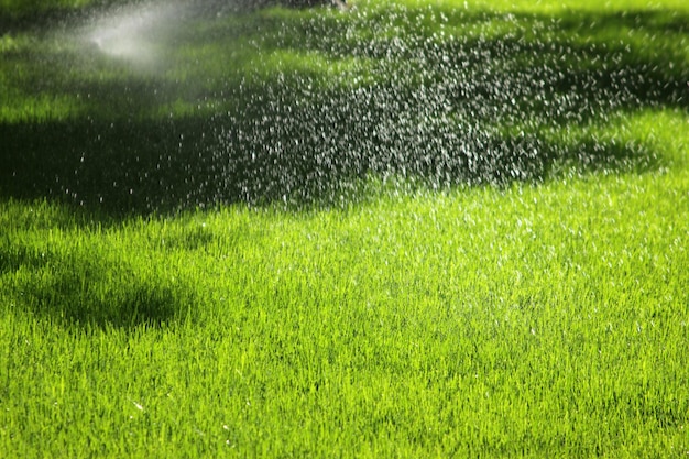 Sproeier die het gazon water geeft