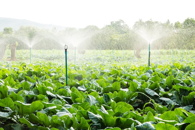 sproeierirrigatie op bloemkoolgebied