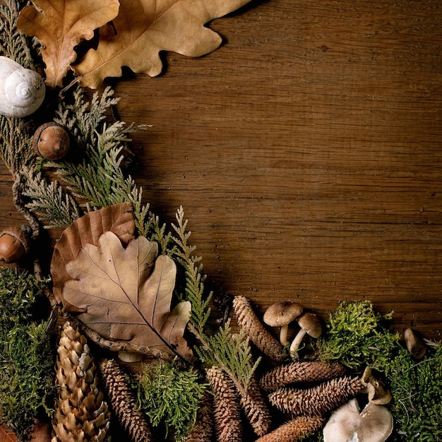 Sprookje ambiance magische herfst bos achtergrond