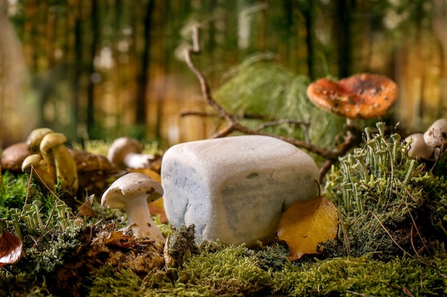 Sprookje sfeer magische herfst bos achtergrond. kubussteen als presentatiepodium voor natuurlijke ecoproducten. herfstbladeren, mos, wilde paddenstoelen rond. creatieve lay-out. natuur reclame concept