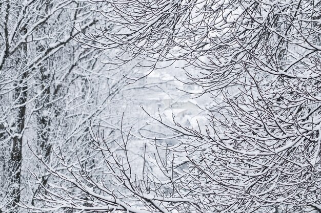 Sprookjesachtige pluizige besneeuwde bomen vertakken natuurlandschap met witte sneeuw en koud weer