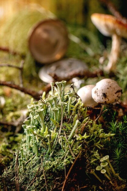 Sprookjesachtige sfeer magische herfst bos achtergrond