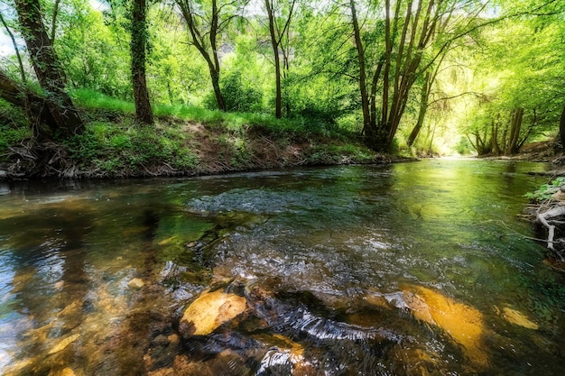 Sprookjeslandschap in groen- en goudtinten met een beekje tussen de bomen en spiegelingen van het bos in het water. Duraton, Segovia, Spanje,