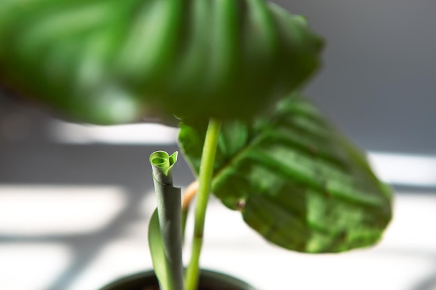 Sprout Calathea Orbifolia unfolds green leaf closeup on the windowsill in bright sunlight with shadows Potted house plants green home decor care and cultivation marantaceae variety