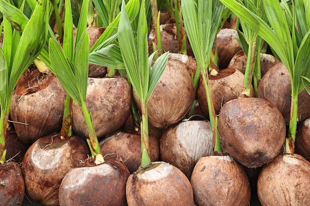 sprout of coconut tree