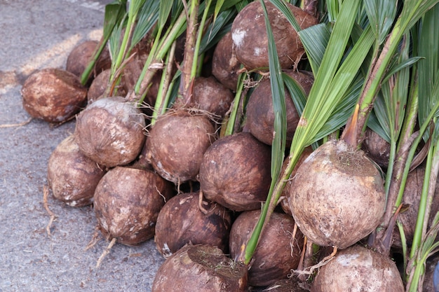 sprout of coconut tree