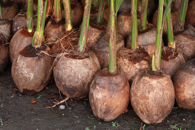 sprout of coconut tree