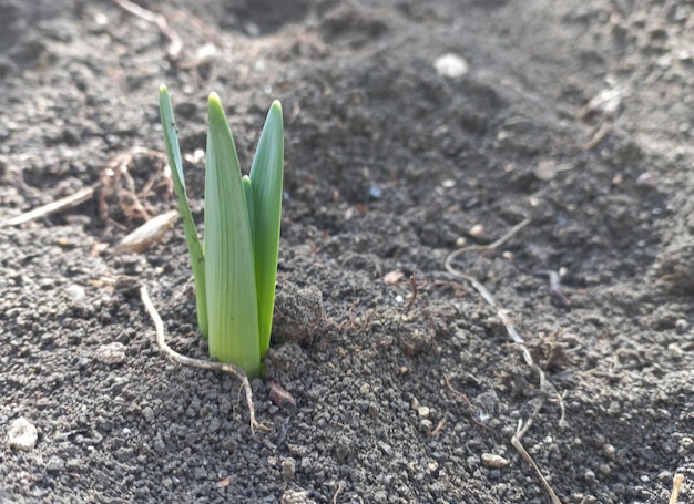 Sprout of daffodils on the ground in the garden