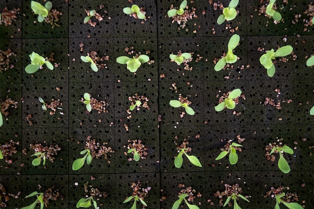 Sprout green oak Lettuce hydroponic on pond foam