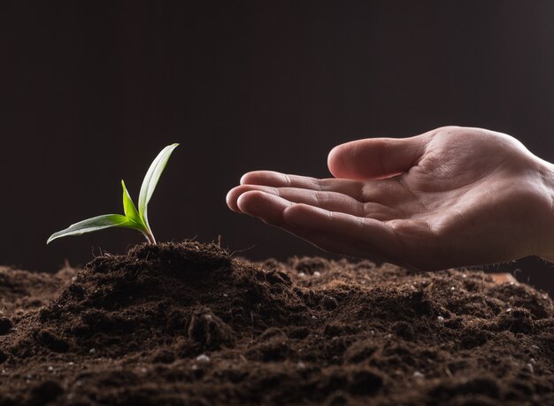 Sprout in ground