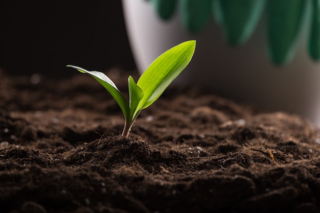 Sprout in ground