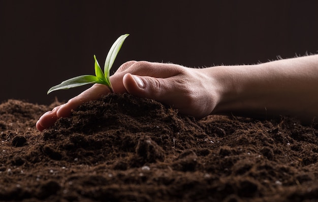 Sprout in ground