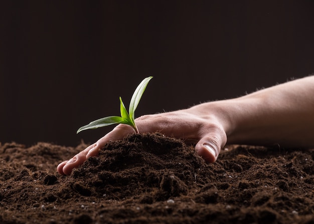 Sprout in ground