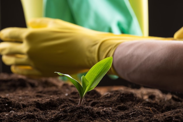 Sprout in ground