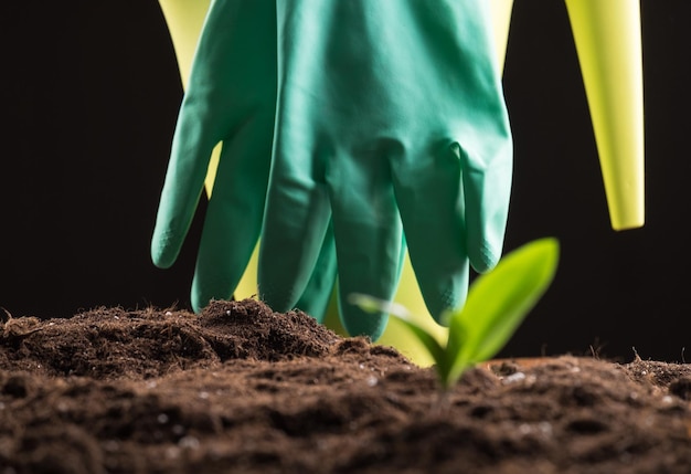 Sprout in ground