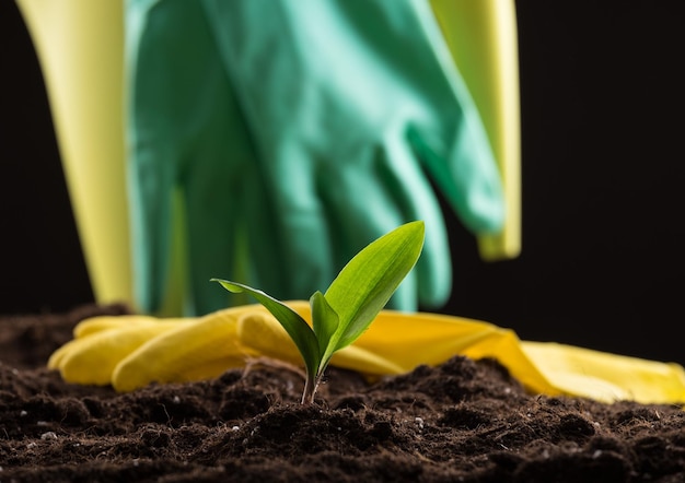 Sprout in ground