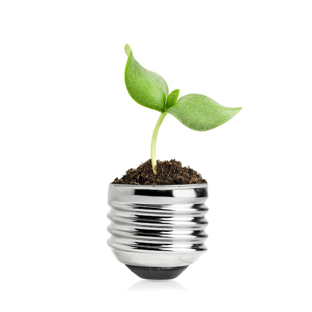 sprout growing from a light bulb on white isolated backgroundecological concept saving electricity