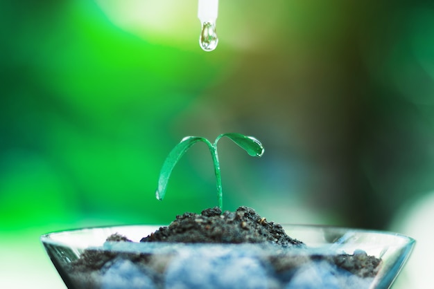 Sprout growing in glass with water drop, nature and care concept