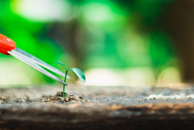 Sprout growing on ground and hand holding scissor going to cut it , destroy new life and hope concept