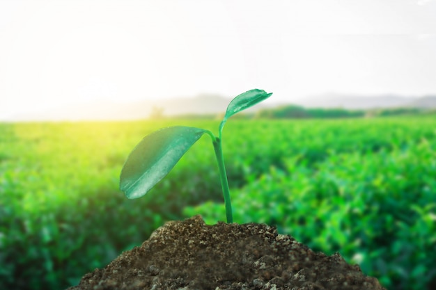 Sprout growing on ground with tea field background, new life and hope concept