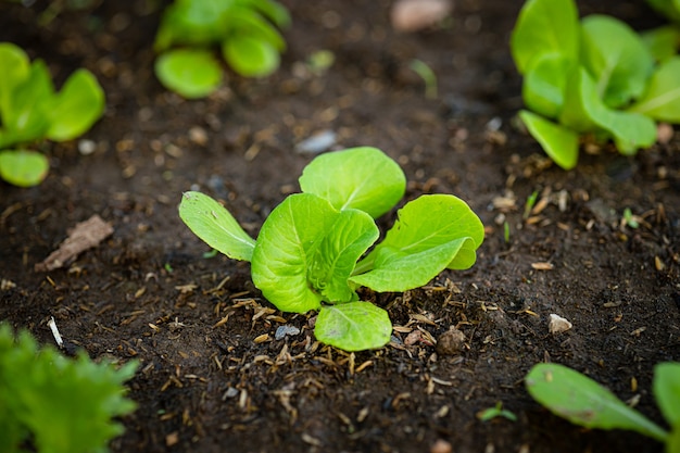 Sprout of growing vegetables plants garden at backyard for safety non insecticide organic food.