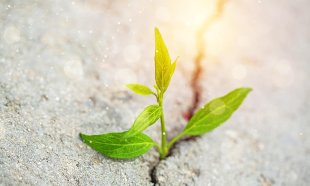 Sprout grows through urban asphalt ground