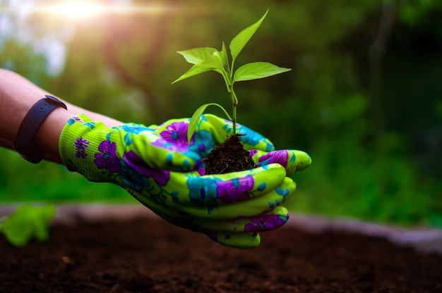 Sprout in hands in colored gloves holding above garden bed