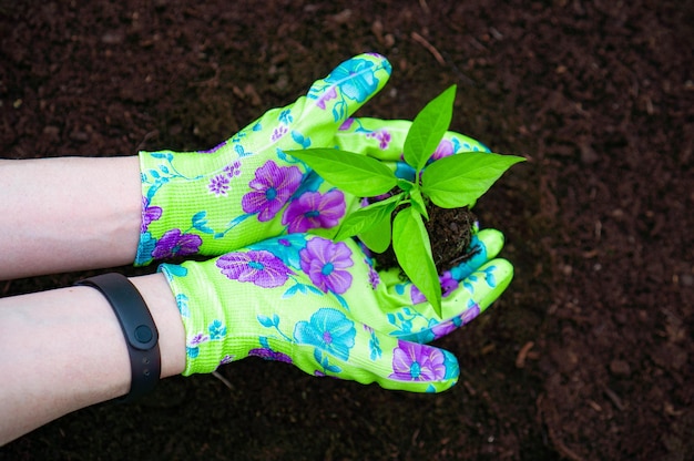 Sprout in hands in colored gloves Top view