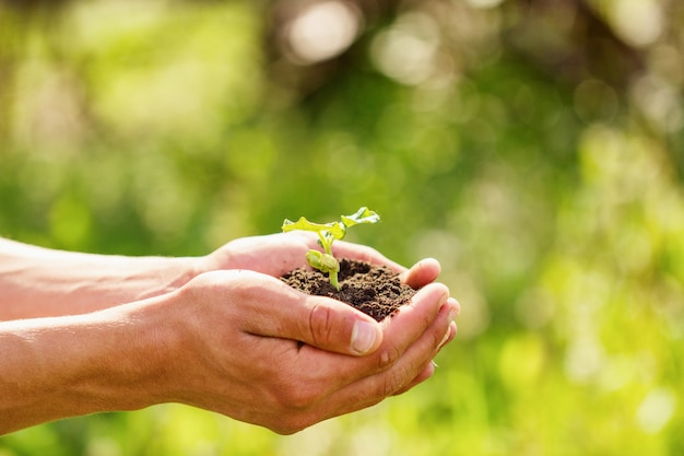 Sprout in hands on a natural green background