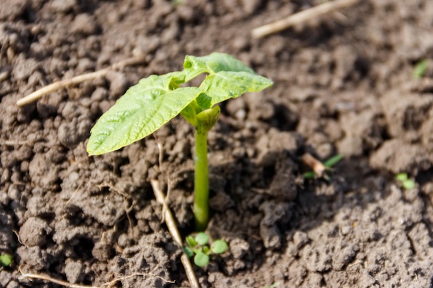 Sprout of kidney bean in a vegetable garden