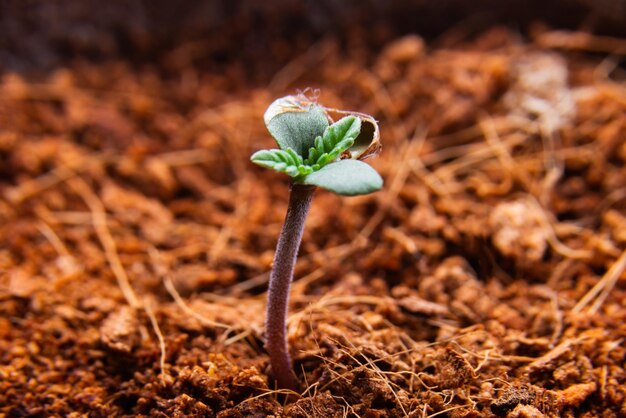 マリファナ植物の芽は室内で育つ芽の種です