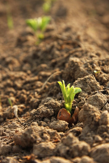 Sprout of Peanut