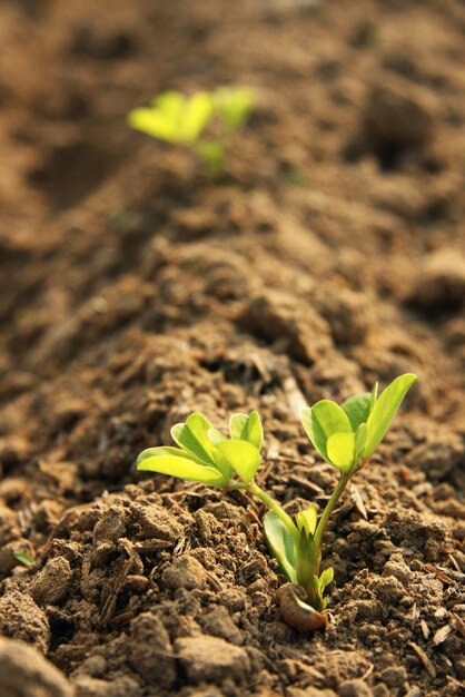 Sprout of Peanut