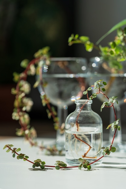 Sprout of the pilea libanensis