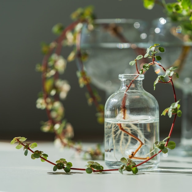 Photo sprout of the pilea libanensis