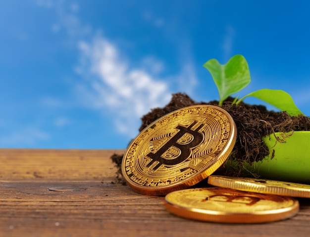 Sprout plant and bitcoin growth of bitcoin crypto currency