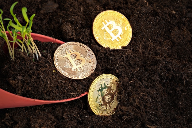 Photo sprout plant and bitcoin growth of bitcoin crypto currency