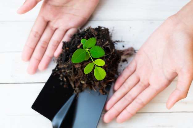 Sprout Plant and Soil Holding in Hands. Tree Growing and Prevent by Human.