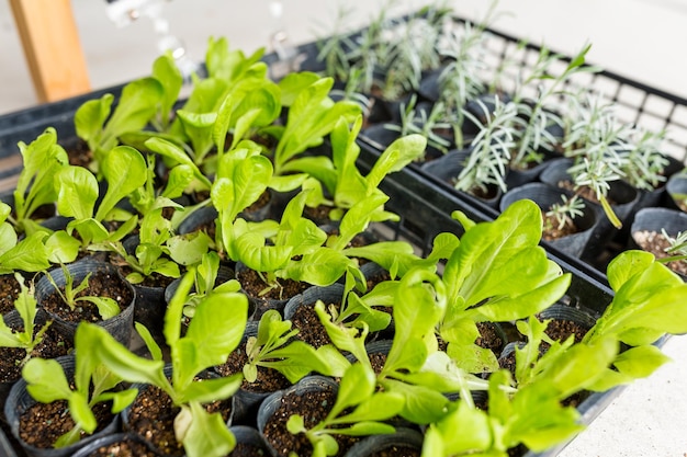 Sprout in potted