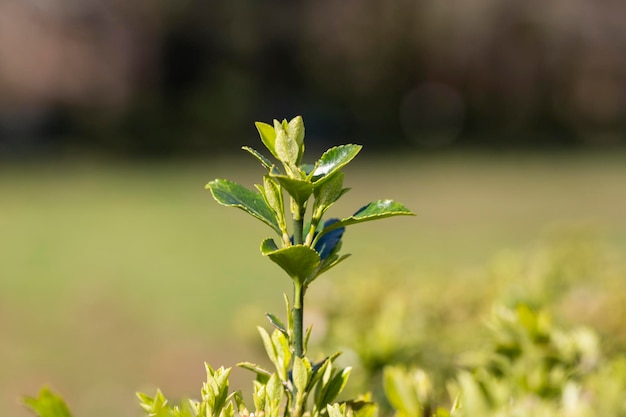 春に芽を出すクローズアップ春の緑の葉が茂みにあるぼやけた緑の背景にある低木の枝セレクティブフォーカス新生活の概念春の背景